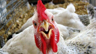 Казахстан продлил запрет на ввоз куриного мяса из России из-за новых вспышек птичьего гриппа