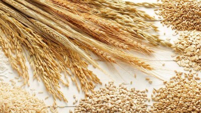 Союз зернопереработчиков Казахстана: Минсельхоз решает проблемы постольку-поскольку