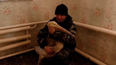 Егерь из Костаная, выхаживающий пеликана, отправится за ним в Караганду