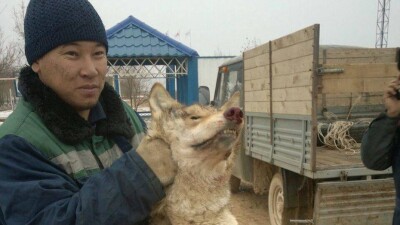 Волк бросился на рабочего нефтедобывающего месторождения в Мангистауской области