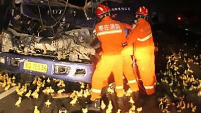 10 000 утят заполонили дорогу в Китае после ДТП