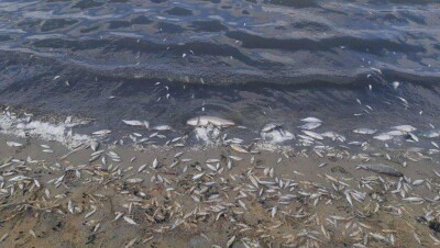 Казгидромет выявил экстремально-высокое загрязнение в озере Токпан, где погибло шесть тонн рыбы