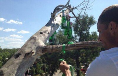 В Семее "деревья молодожёнов" освобождают от бутылок