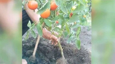 Учёные Семея вывели растение с плодами картофеля и томата