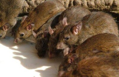 От укусов крыс в Алматы пострадали полторы сотни человек