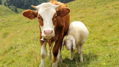 В Казахстане полностью запретят экспорт живого поголовья скота всех половозрастных групп