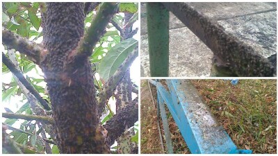 Липкие твари не дают жителям Кокшетау присесть на лавочки