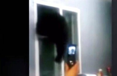 Застрявший в форточке медвежонок стал звездой Интернета