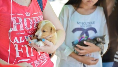 Алматинцев, желающих завести кошек и собак, приглашают на акцию