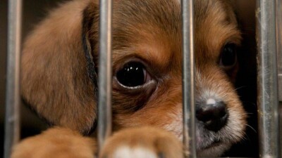 Пассажиры поезда возмутились условиями, в которых проводники перевозили щенка