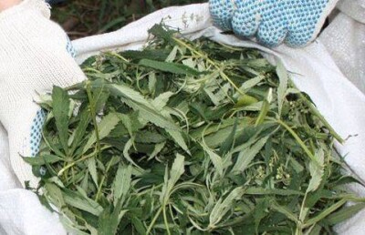 Полицейские изъяли у алматинца около полутора тонн марихуаны