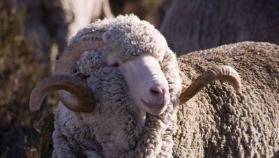 В Уральске Курбан-айт пройдёт в новом формате