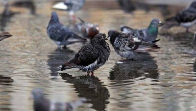 Дожди и грозы ожидаются почти по всему Казахстану 29 мая