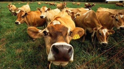 От кызылординских фермеров требуют вернуть субсидии из-за ошибки в документах 