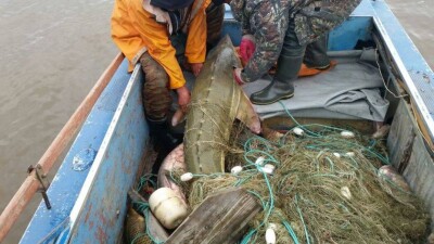 Сотрудник природного резервата в Атырау промышлял браконьерством
