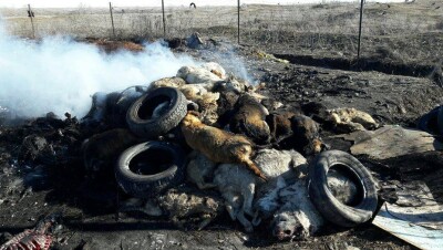 Защитники животных в Уральске возмущены методом отлова собак
