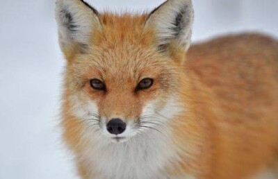 По улицам Рудного бродят дикие лисы