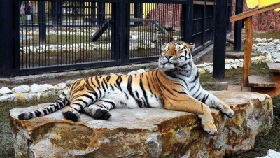 Взять напрокат амурского тигра для вечеринки пытались в зоопарке Алматы