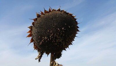 Огромное поле подсолнечника не видят чиновники в ВКО