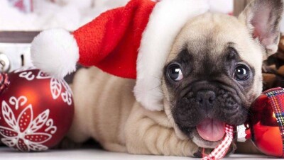 Французского бульдога в подарок от Президента получила алматинская школьница