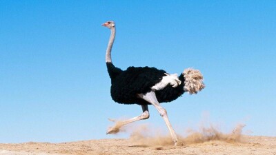 Страус, бегающий по Аль-Фараби, заставил алматинцев всерьёз задуматься о смене транспорта