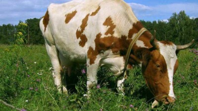 Россия ограничила ввоз скота из Карагандинской области из-за вспышки пастереллёза