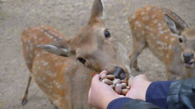 Почти тонну желудей алматинская семья привезла в зоопарк для подкормки животных