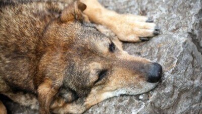 Массовые убийства собак и кошек шокировали жителей в Атырау и Актау