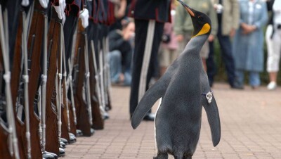 Военные Норвегии отдают честь пингвину, который дослужился до генерала