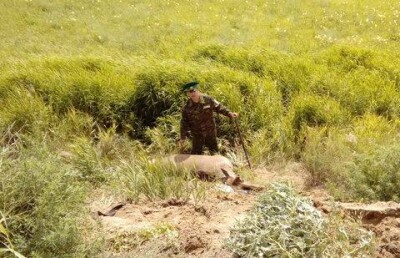 В Павлодарской области водитель сбил двух лосей