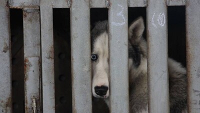 Ветеринары Атырау дали пояснения по шокирующим фактам отстрела собак