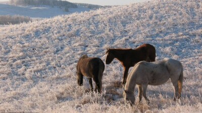 Назарбаев подписал закон о пастбищах, защищающий права крестьян