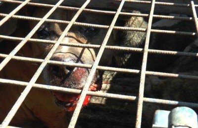 Владельцев собак массово штрафуют в Алматы