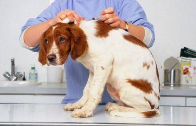 Астанчанам грозит штраф за отказ вживлять микрочипы домашним питомцам 