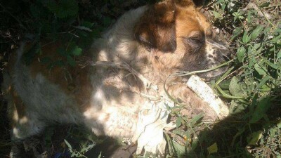 В полиции Алматы объяснили отказ заниматься делом заколотой вилами собаки