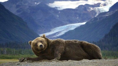 Медведица Клаверина из Франции повадилась нарушать испанскую границу и убивать скот