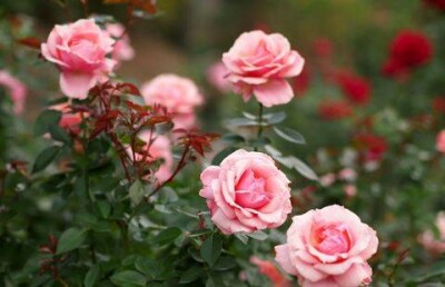 Восточную объездную автодорогу в Алматы засадят розами 