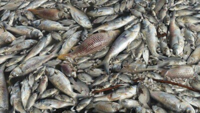 Гибель рыбы в Урале: "Атырау су арнасы" загрязнило реку химикатами