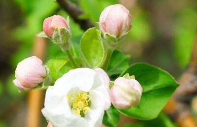 В конце марта в Алматы зацвели яблони