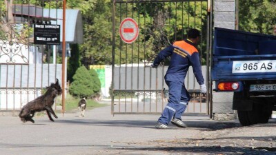Специалистов по отлову собак в Алматы учат, как не калечить животных