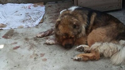В Семее двух полицейских наказали за излишнюю мягкость к убившим собаку мужчинам
