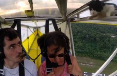 Кот-"заяц" прокатился на крыле самолета во Франции