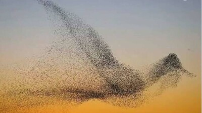 В Англии сняли на видео, как происходит загадочное явление – "мурмурация" скворцов