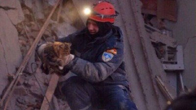 Шесть кошек и одну собаку спасли из-под завалов в Магнитогорске