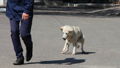 Акимату Астаны не хватает денег на истребление бродячих собак 