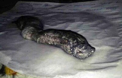 Учёные выдвигают новые версии происхождения существа, обнаруженного в Костанае 