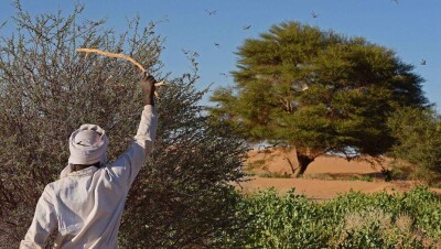 Для борьбы с саранчой в Казахстан пригласили международного эксперта ФАО