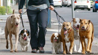 В Алматы опубликовали окончательный вариант правил содержания и выгула собак и кошек