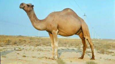 В рацион казахстанских солдат хотят ввести верблюжатину