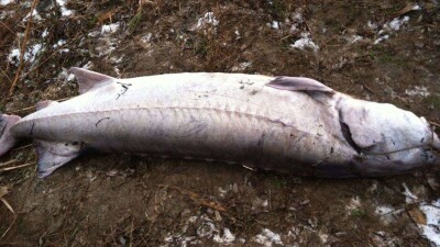 МСХ попросило наказать жителей Алматинской области за незаконную ловлю рыбы